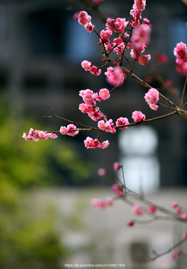 梅花开  3 摄影图片 生态摄影