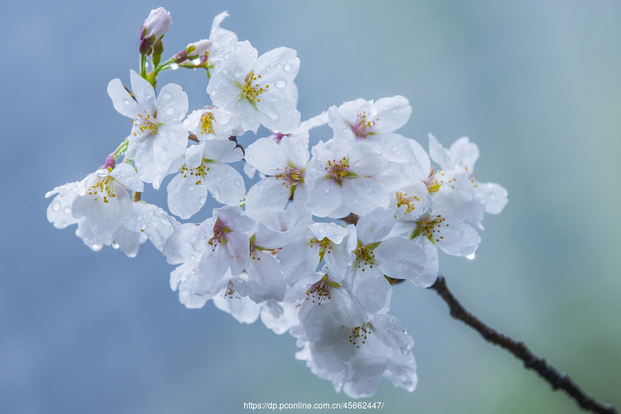 三月雨声细  樱花疑杏花