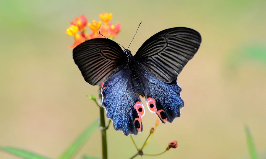 蓝凤蝶。
