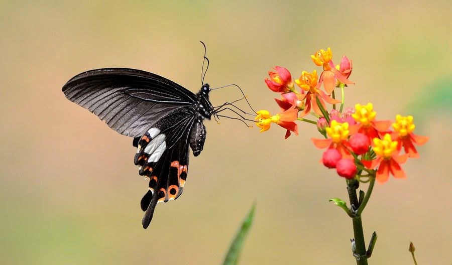 玉斑凤蝶。