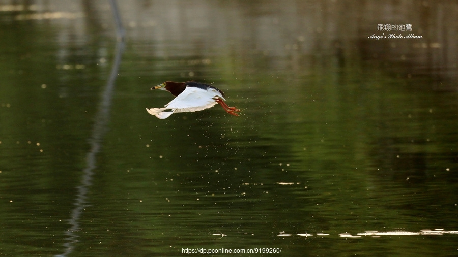 飞翔的池鹭