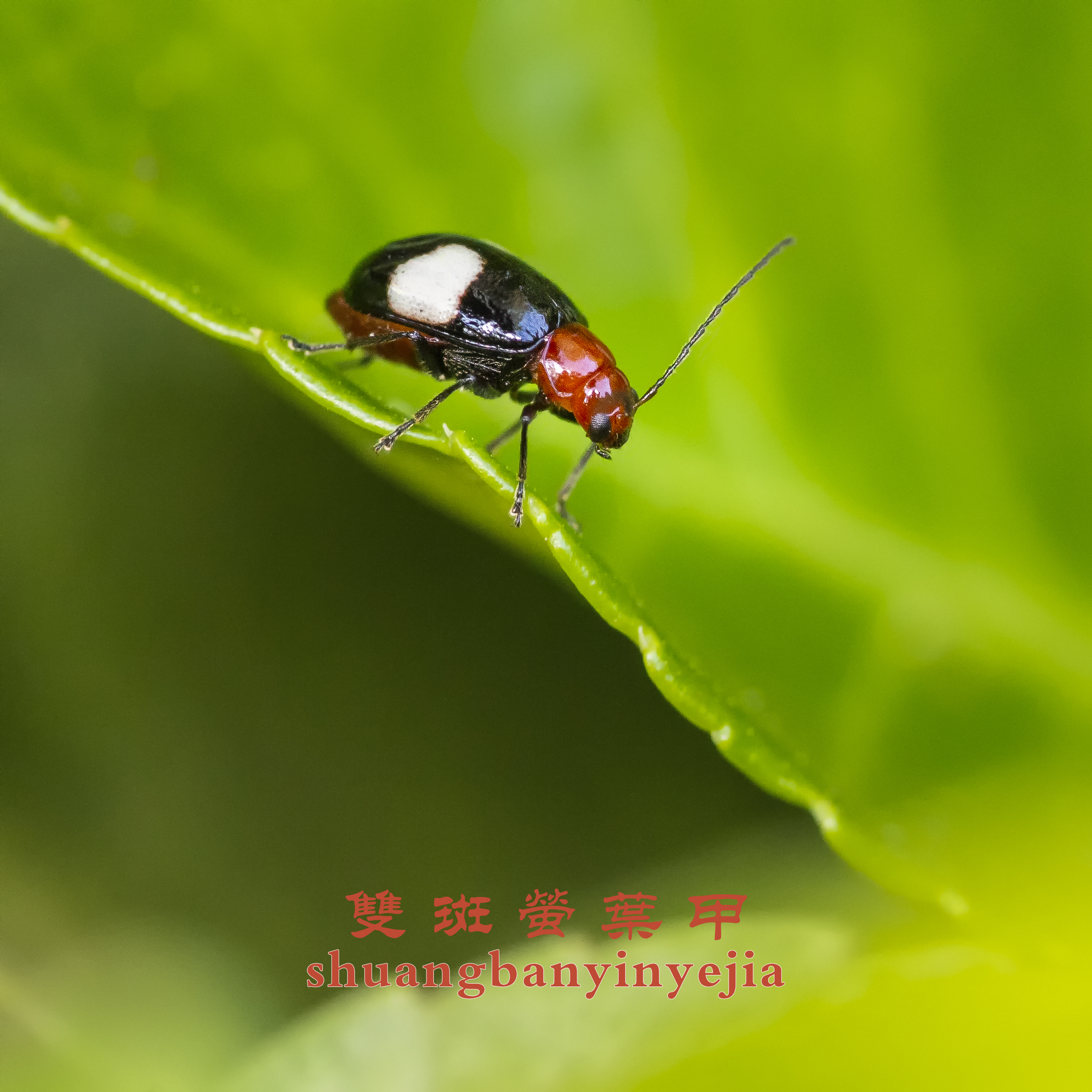 双斑萤叶甲幼虫（体长4毫米）