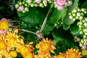 花园里的舞蝶2