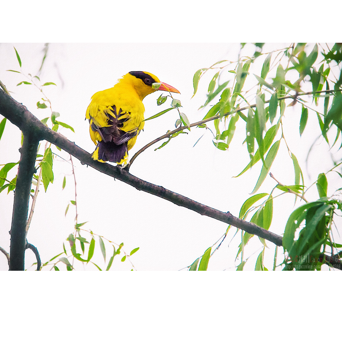 杂枝里的黄鹂鸟