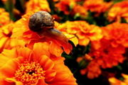 蜗牛与花