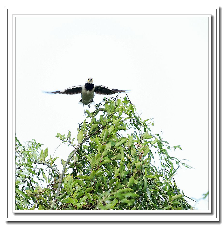 黑领椋鸟