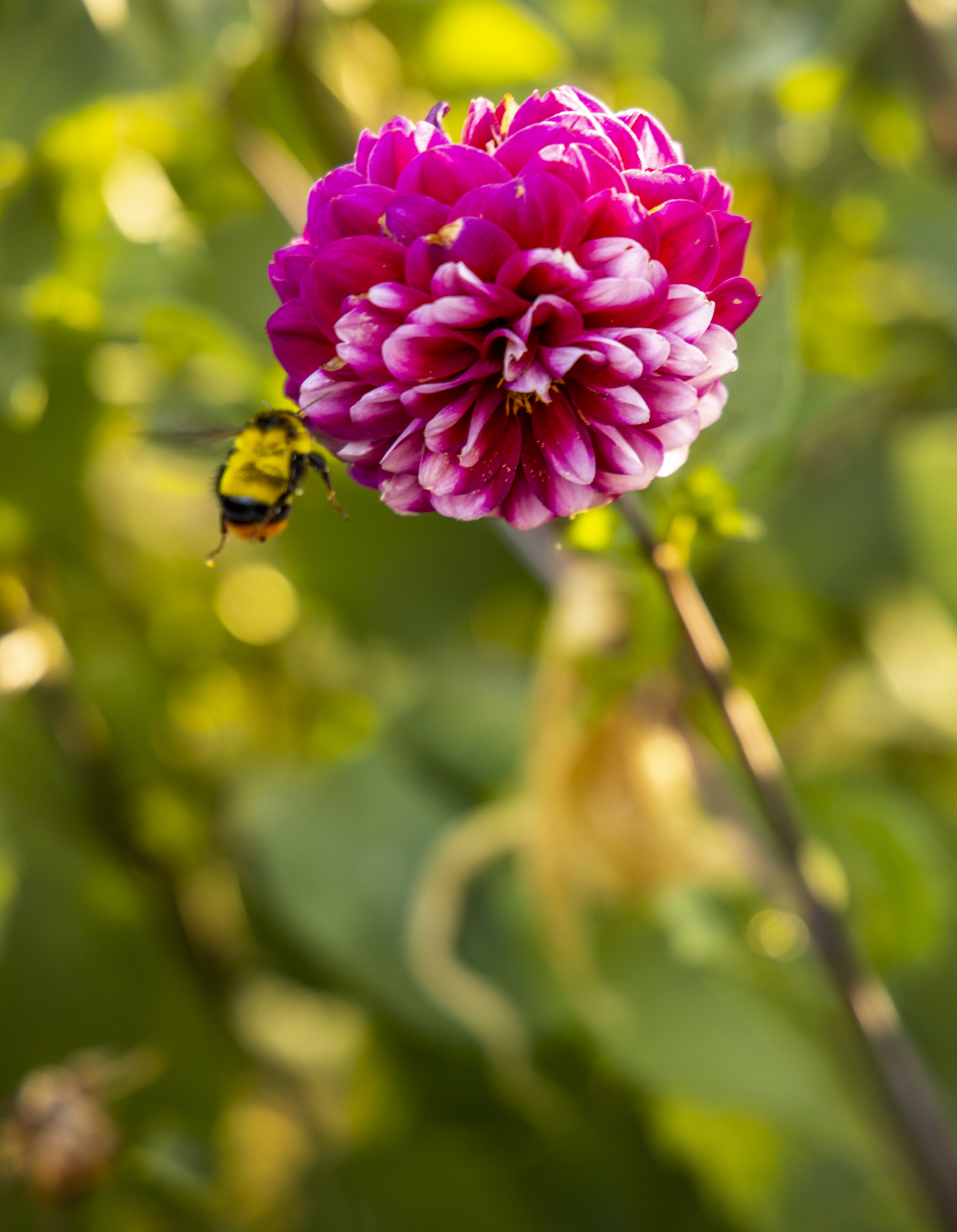 蜜蜂与花的亲密