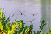 河边蜻蜓
