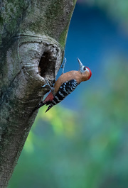 棕胸啄木鸟
