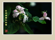 紫荆树树花如锦