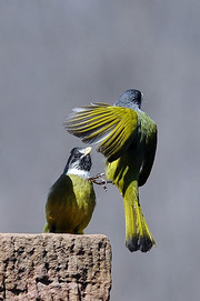 ȸ