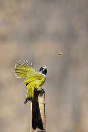 ȸ