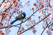 鸟语花香三