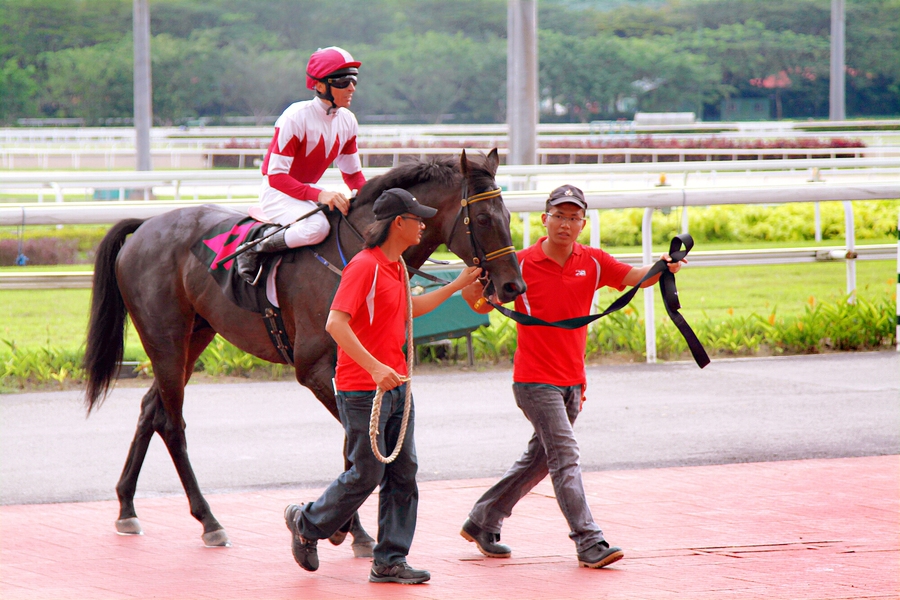 赛马骑师 （ jockey ）/ 2013