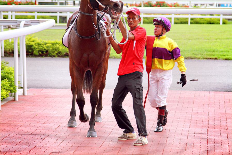 ʦ  jockey / 2013