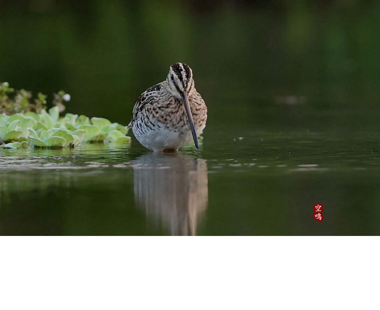 扇尾沙锥-甘肃湿地鸟类-图片