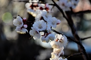 哈尔滨春天的杏花