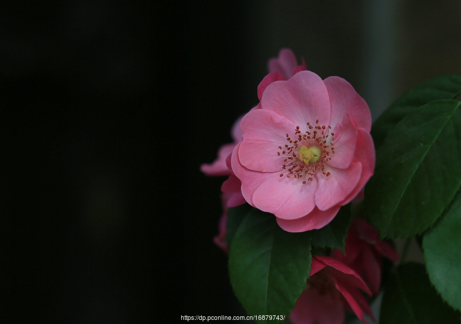 蔷薇花（3）