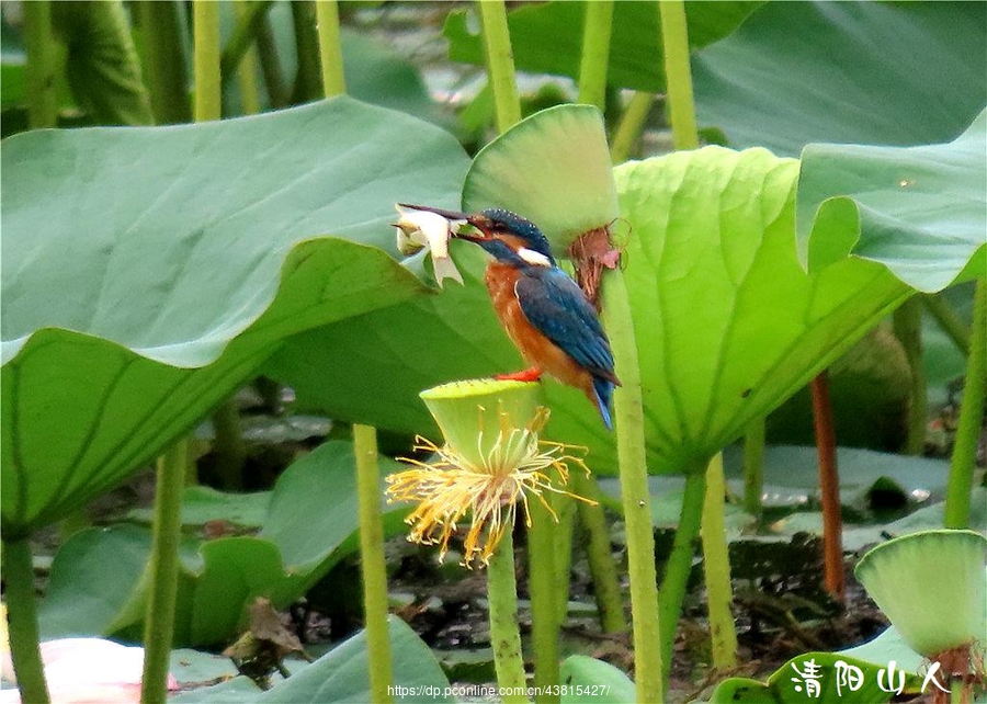 宝清县风景图片