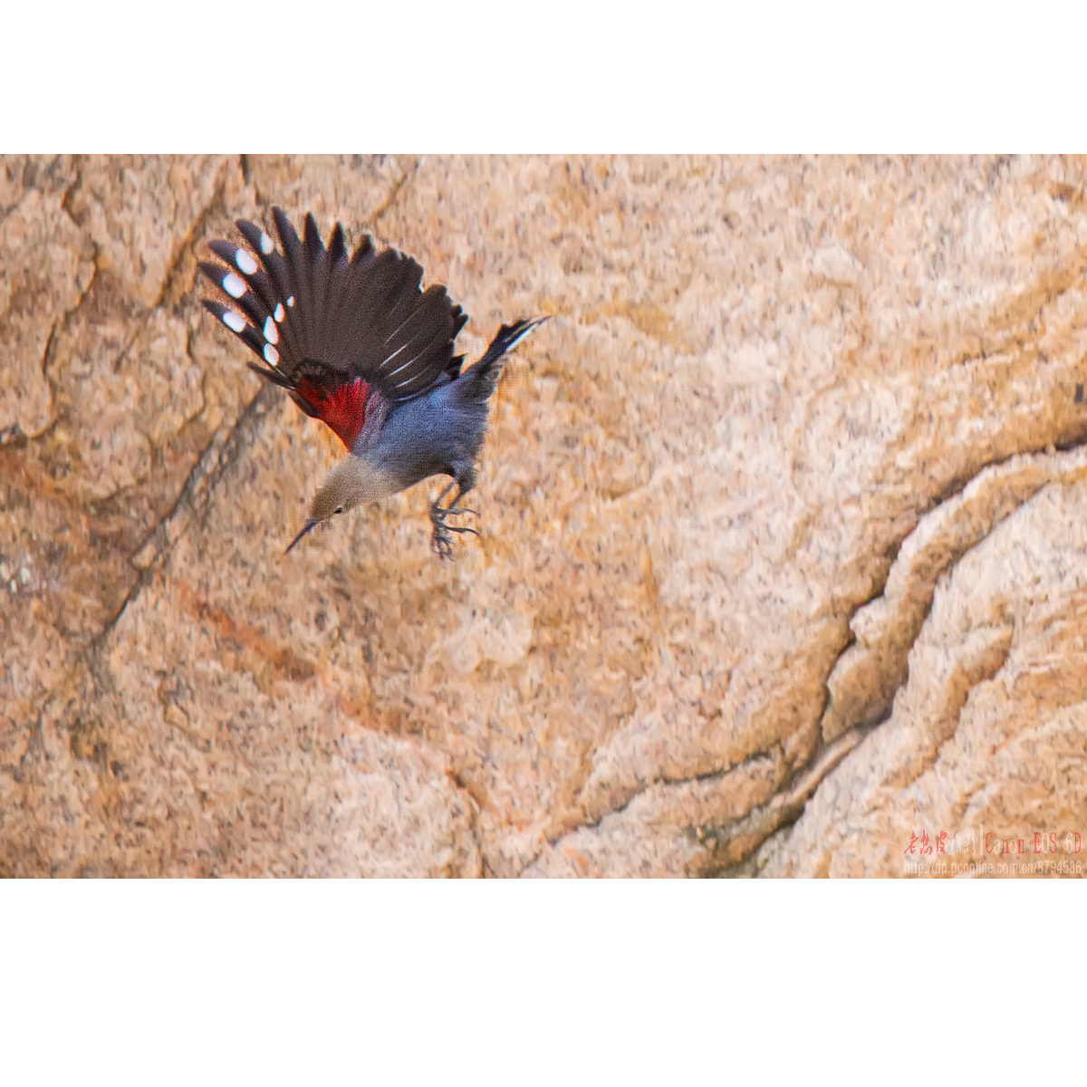 崖壁上的花蝴蝶——红翅旋壁雀