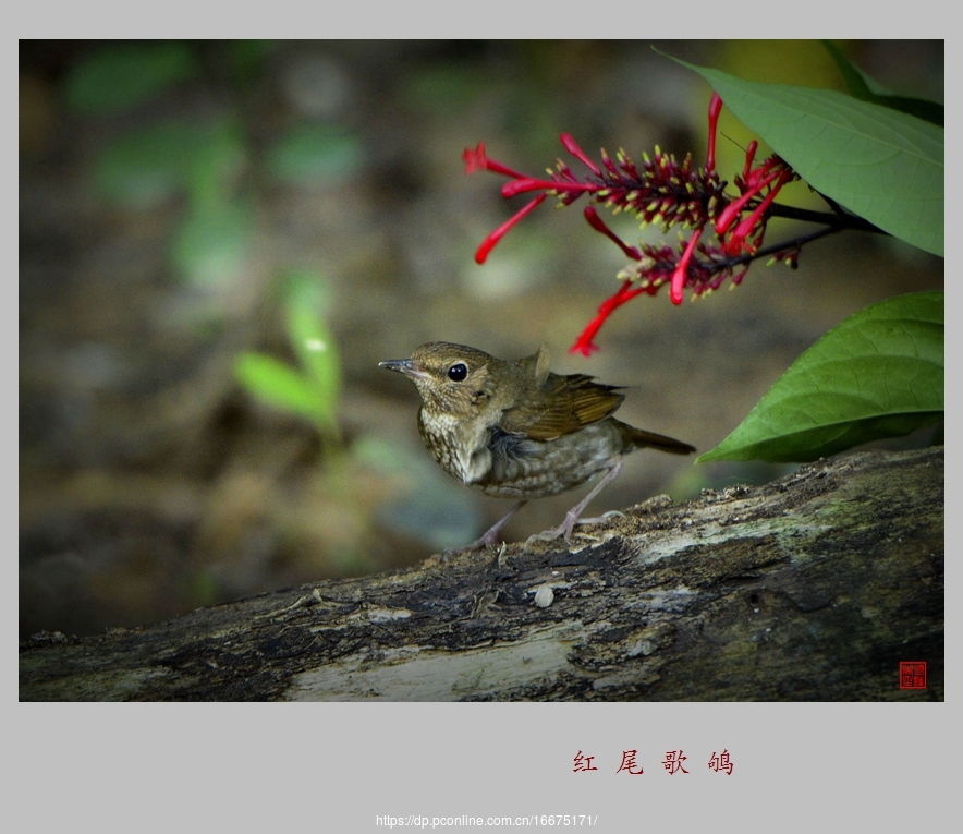 红尾歌鸲母鸟图片图片