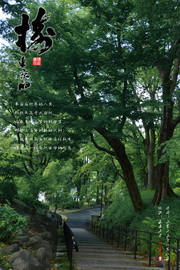 东京的树