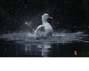 ϴװ 