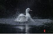 ϴװ 