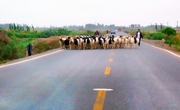 牧羊 / 2019  新疆