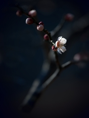 ǽ֦÷