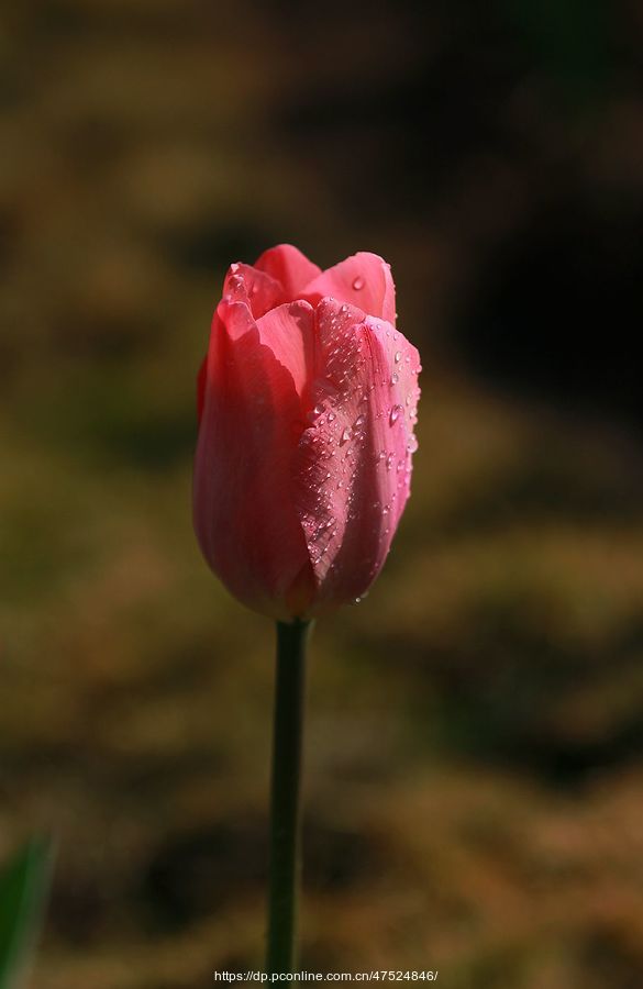  (4)