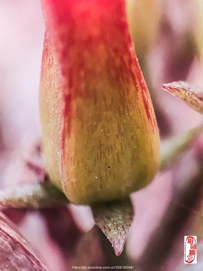 С2