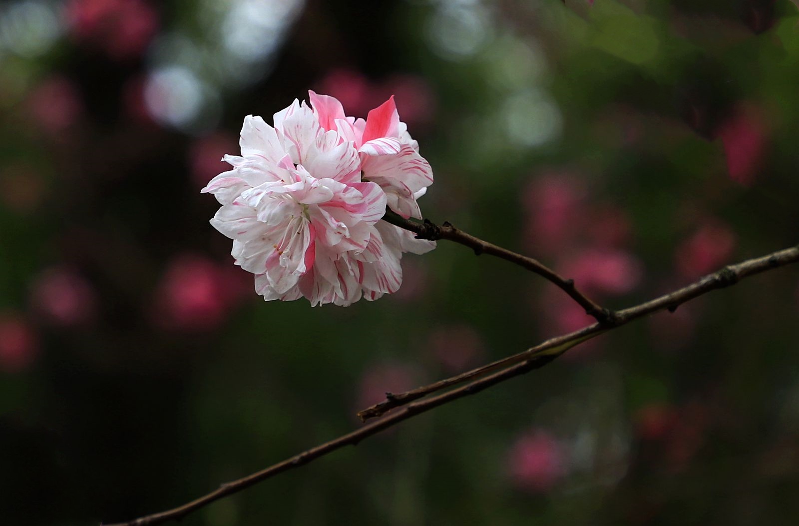 һ(3)