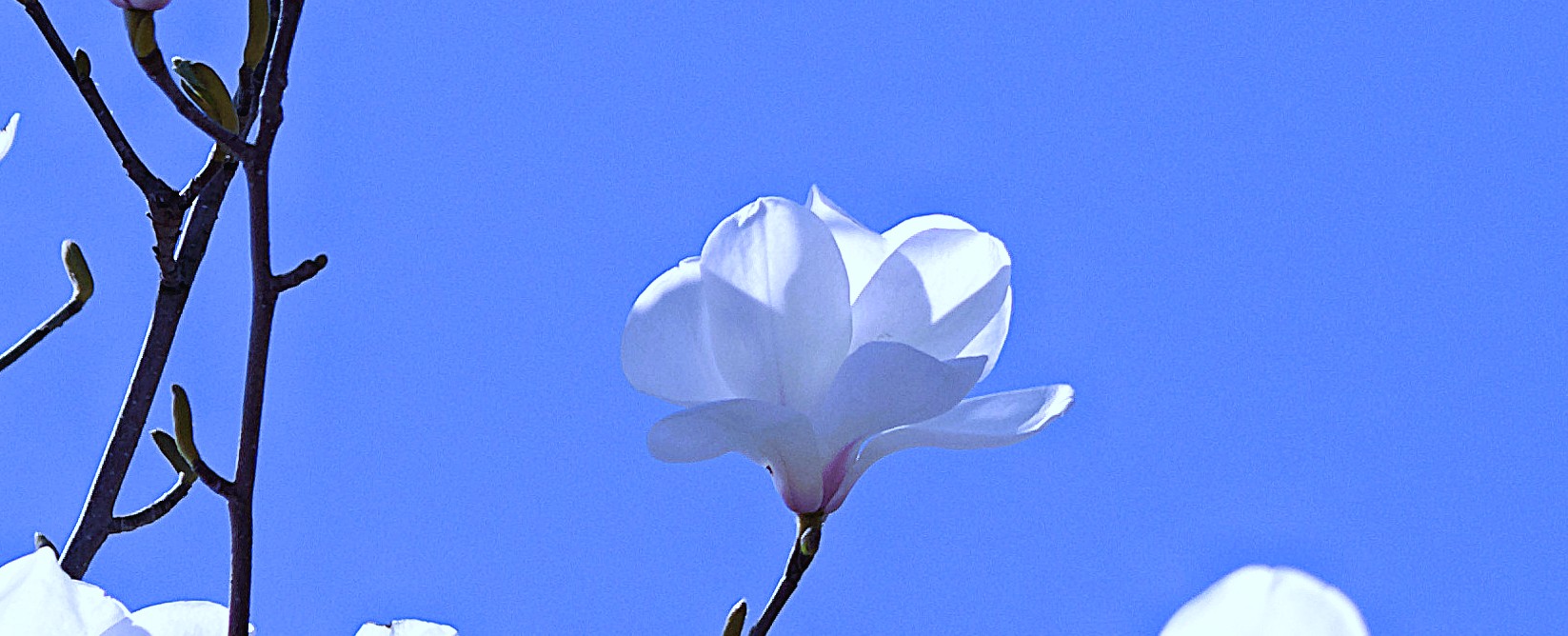 ʴ