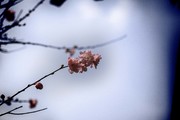Ϧʰ