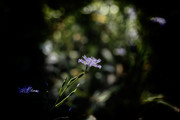Ϧʰ