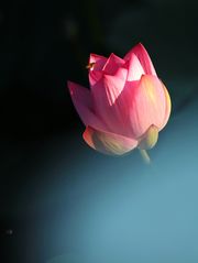 Ӱ