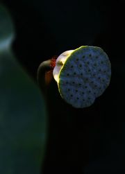 Ӱ