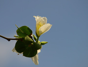 ס
