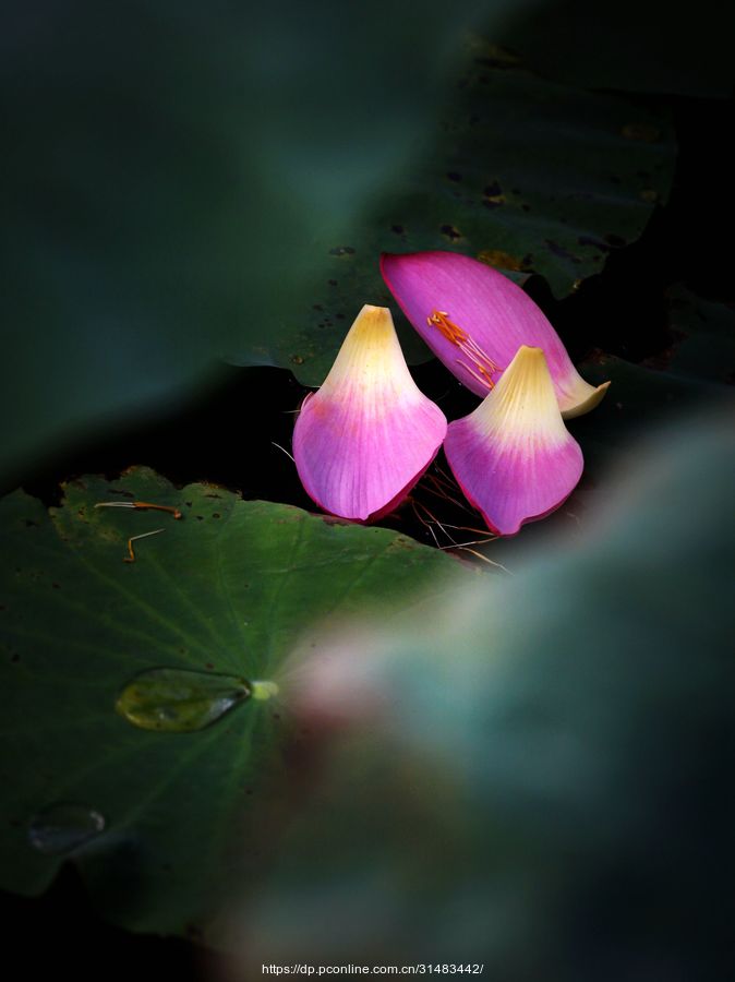 ʰ