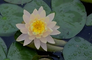 ˯