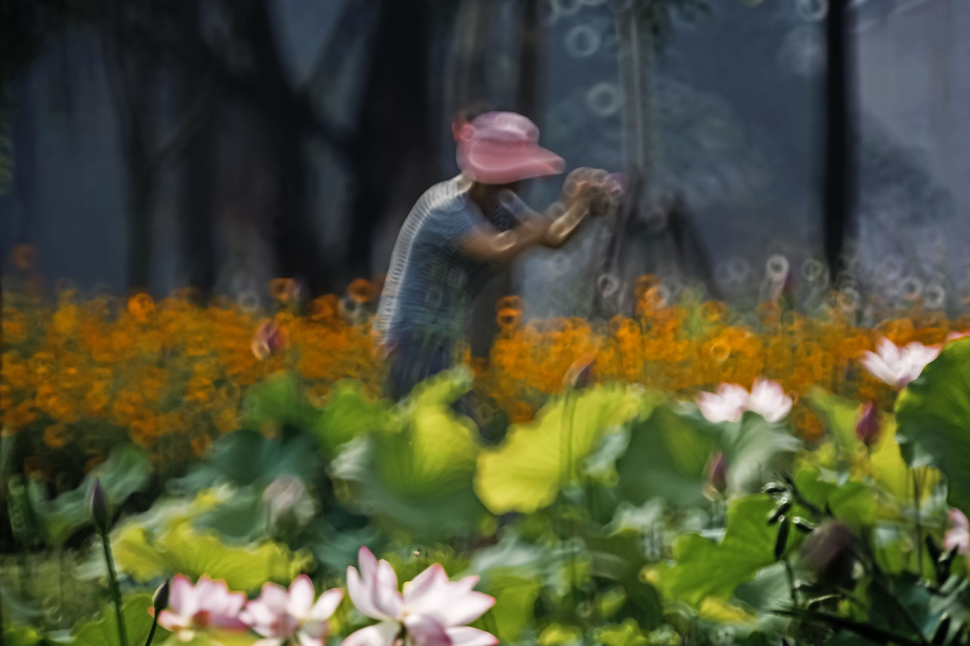 ϲƪ