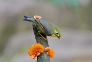 ˼