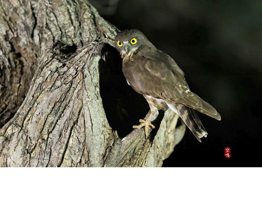 ҹӥ