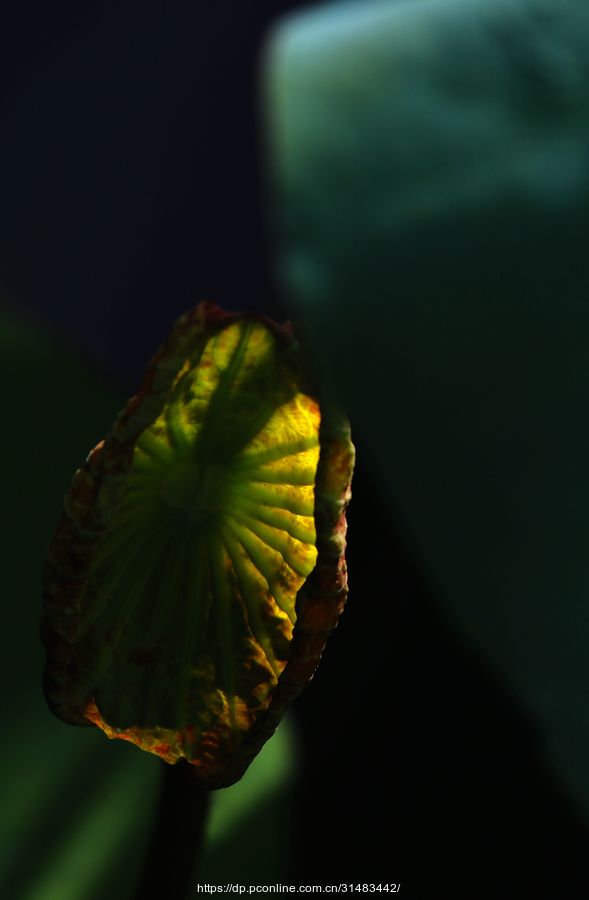 Ӱ