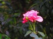 9426ֲ2652