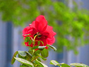 9426ֲ2652