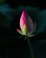 ʰ