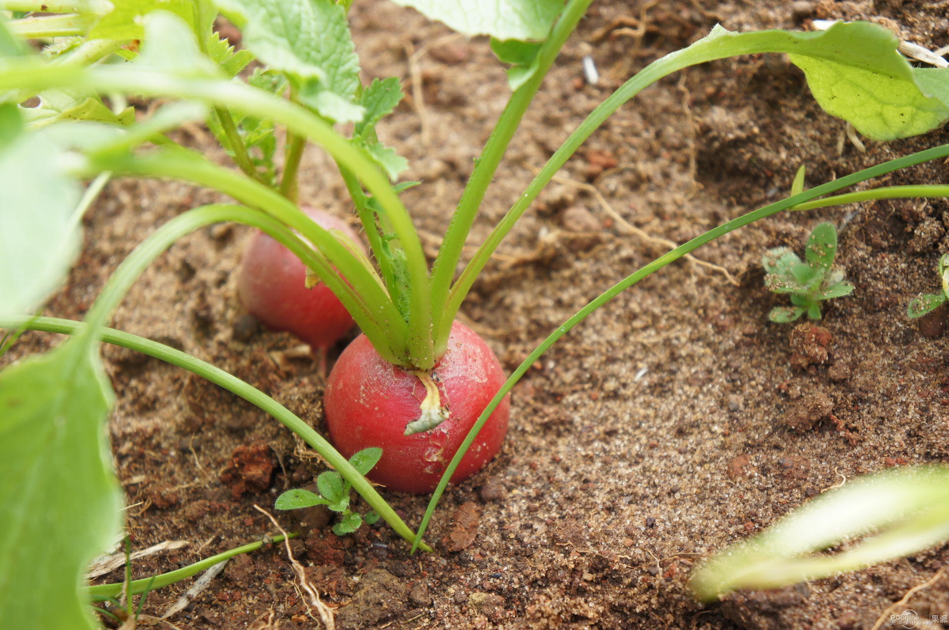 红萝卜种植最佳时间,种红皮萝卜最佳时间,红萝卜啥时间种合适_大山谷图库