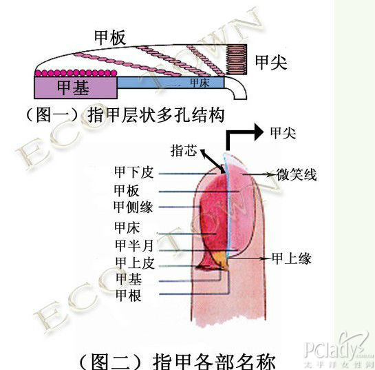 指甲结构指甲结构图